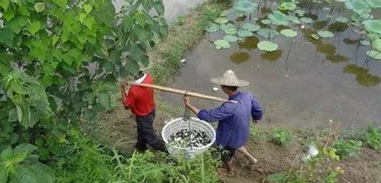 30多億噸畜禽養(yǎng)殖糞污必須要處理，三大商業(yè)模式隱藏千億級財(cái)富！